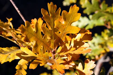 fall oak leaf images